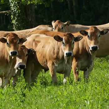 viandes et boeuf en circuit court