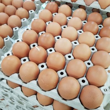 oeufs en circuit court