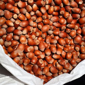 fruits secs en circuit court