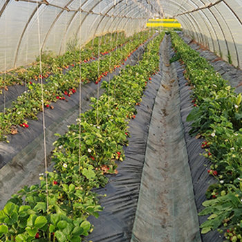 légumes locaux de saison