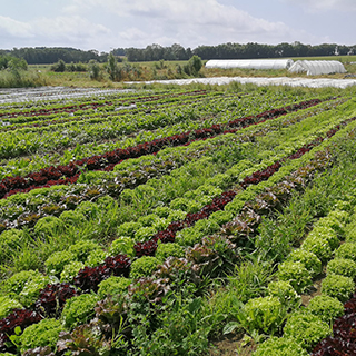 LES JARDINS DE LA NOUE