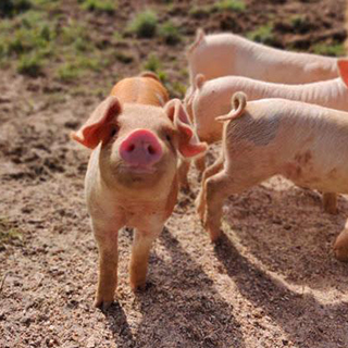 LA GRUZARDI&Egrave;RE 